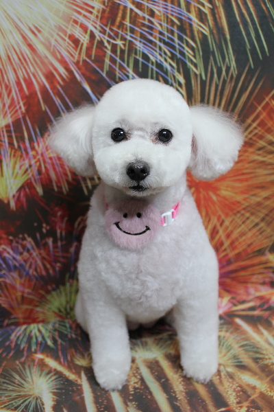 千葉県船橋市のトイプードルのトリミング画像