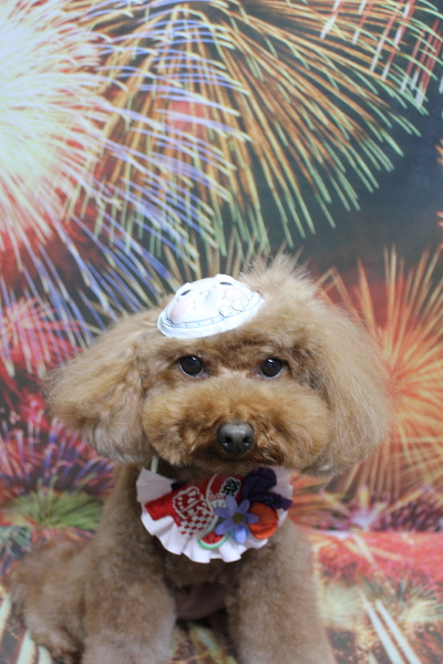 千葉県市川市のトイプードルのトリミング画像