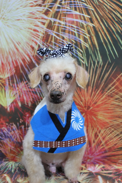 千葉県船橋市のトイプードルのトリミング画像