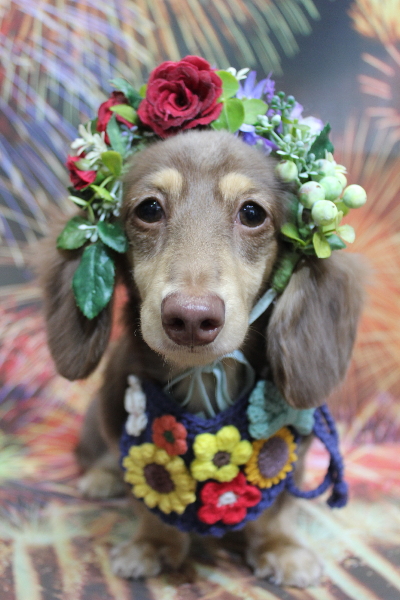 千葉県船橋市のミニチュアダックスのトリミング画像