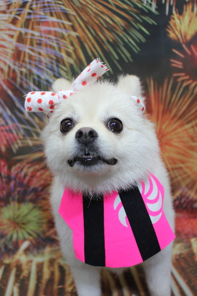 東京都港区のポメラニアンのトリミング画像