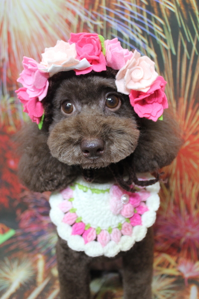 千葉県千葉市のトイプードルのトリミング画像