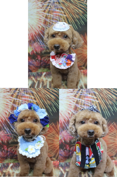 千葉県船橋市のトイプードルのトリミング画像