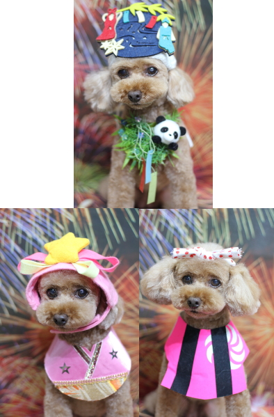 東京都三鷹市のトイプードルのトリミング画像