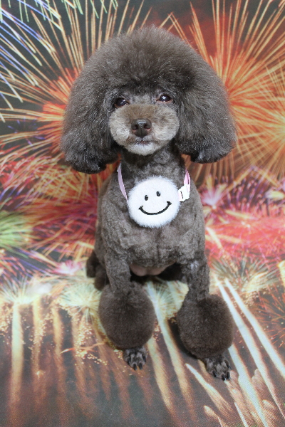 千葉県柏市のトイプードルのトリミング画像