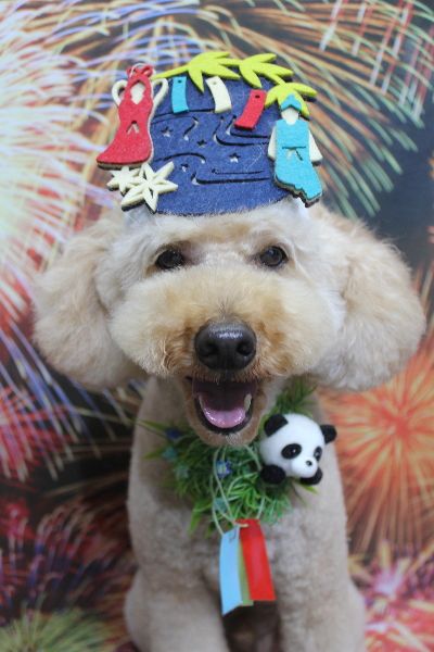 千葉県船橋市のトイプードルのトリミング画像