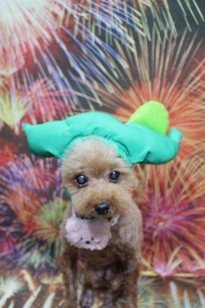 千葉県船橋市のトイプードルのトリミング画像