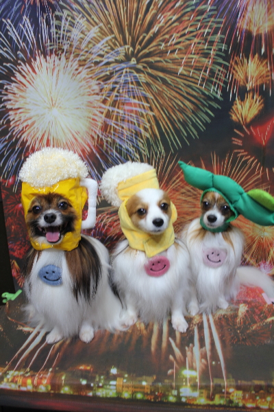 千葉県鎌ヶ谷市のパピヨンのトリミング画像