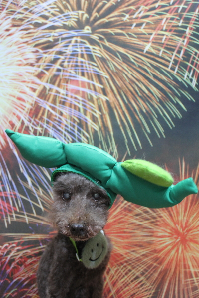 千葉県船橋市のトイプードルのトリミング画像