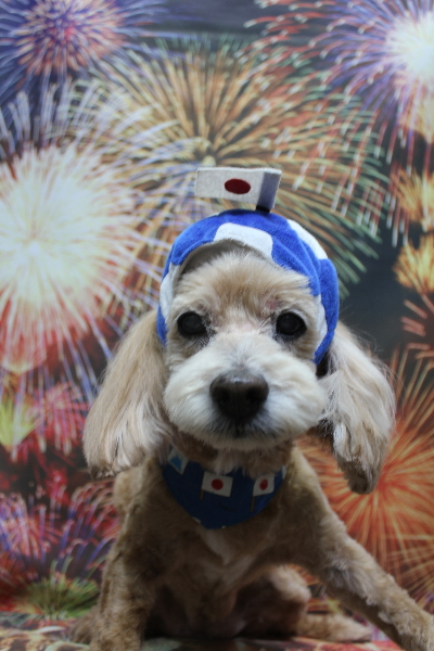 千葉県船橋市のミックス犬のトリミング画像