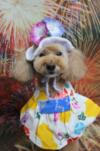 千葉県松戸市のトイプードルのトリミング画像