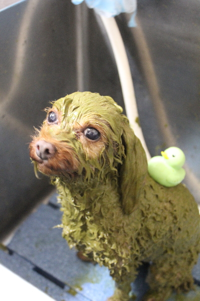 神奈川県横浜市のトイプードルのハーブパック画像