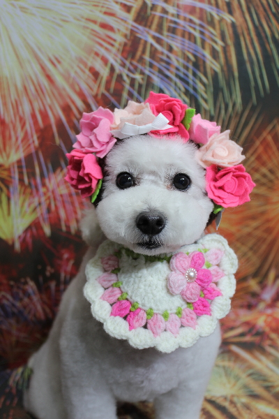 千葉県船橋市のトイプードルのトリミング画像