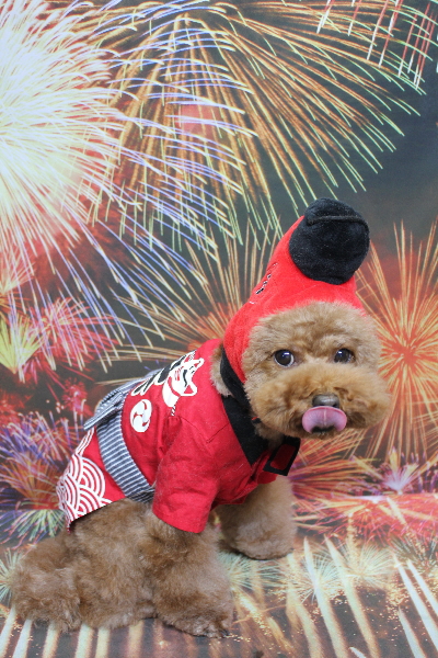 千葉県市川市のトイプードルのトリミング画像