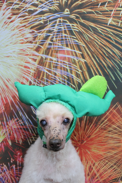 千葉県船橋市のトイプードルのトリミング画像