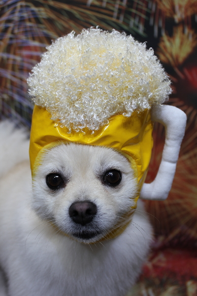 東京都港区のポメラニアンのトリミング画像