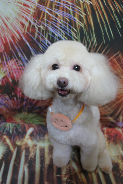 千葉県船橋市のトイプードルのトリミング画像