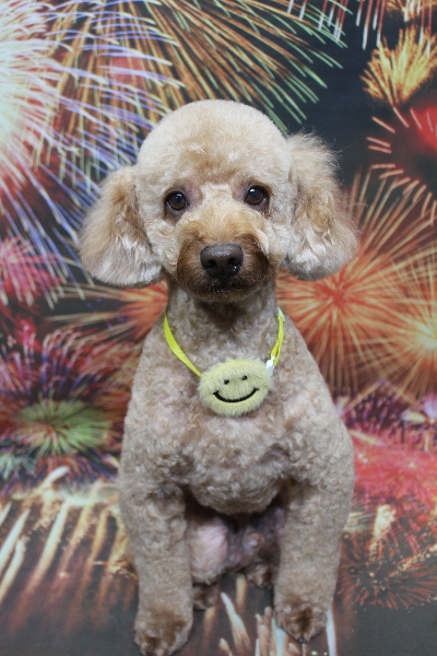 千葉県船橋市のトイプードルのトリミング画像