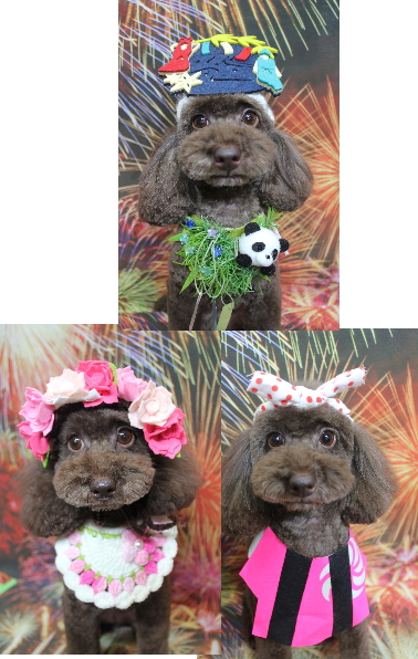 千葉県千葉市のトイプードルのトリミング画像