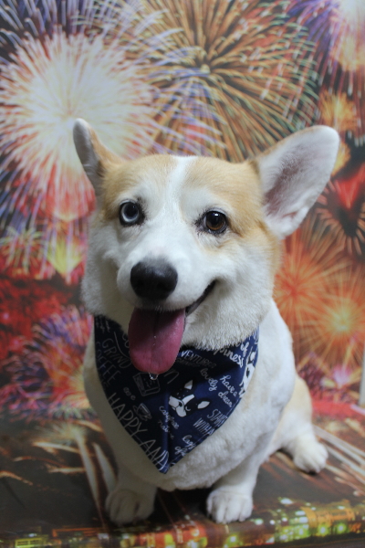 千葉県船橋市のコーギーのトリミング画像