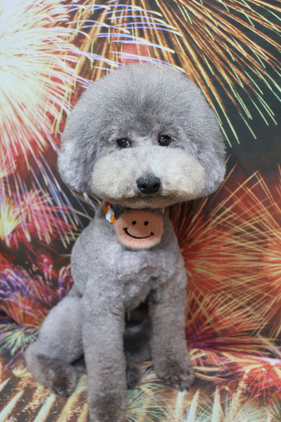 千葉県船橋市のトイプードルのトリミング画像