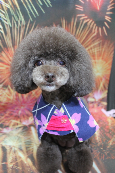 千葉県柏市のトイプードルのトリミング画像