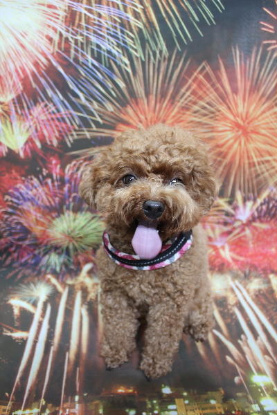 千葉県鎌ケ谷市トイプードルのトリミング前画像
