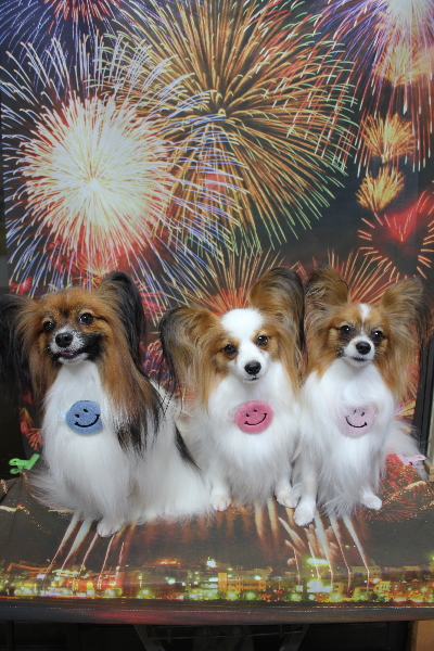 千葉県鎌ヶ谷市のパピヨンのトリミング画像