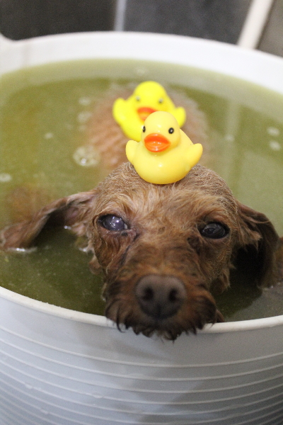 神奈川県横浜市のトイプードルのハーブ湯画像