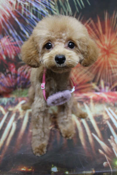 千葉県松戸市のトイプードルのトリミング画像