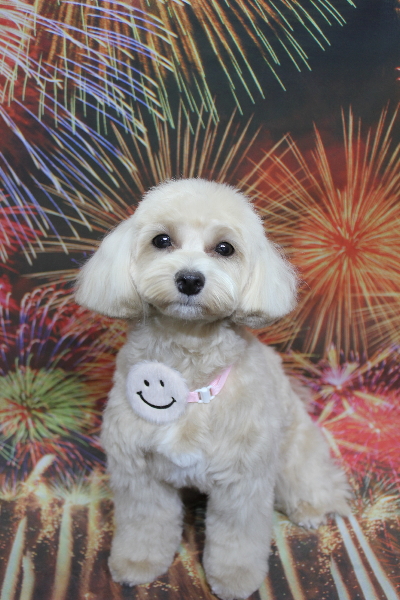 千葉県鎌ヶ谷市のミックス犬のトリミング画像