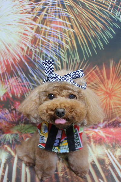 千葉県市川市のトイプードルのトリミング画像