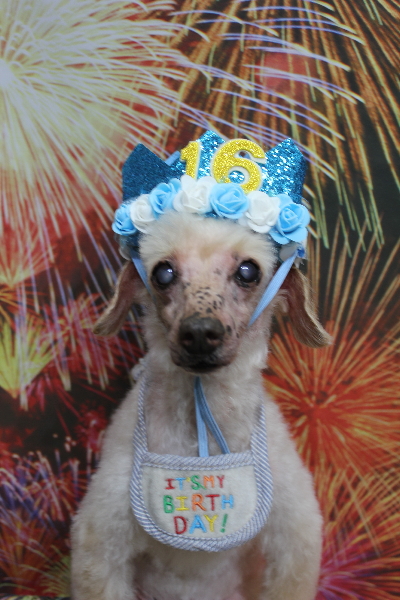 千葉県船橋市のトイプードルのトリミング画像