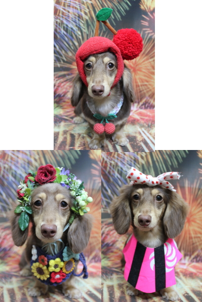 千葉県船橋市のミニチュアダックスのトリミング画像