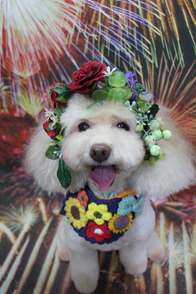 千葉県船橋市のトイプードルのトリミング画像