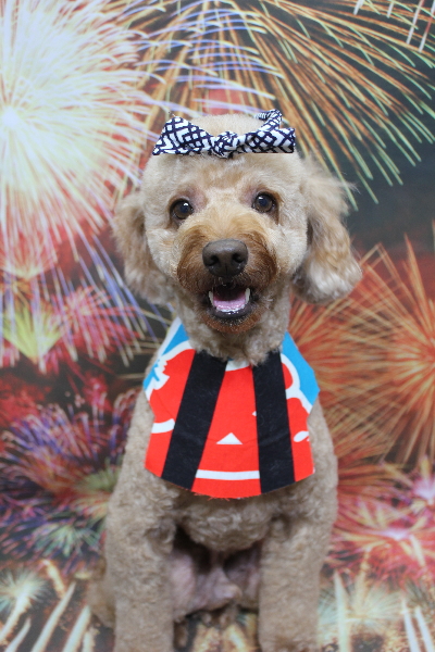 千葉県船橋市のトイプードルのトリミング画像