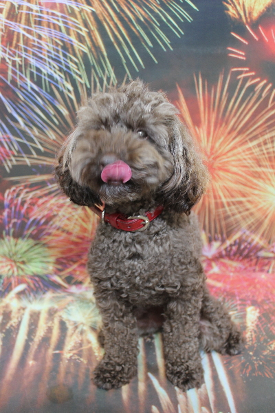 千葉県市川市のトイプードルのトリミング前画像