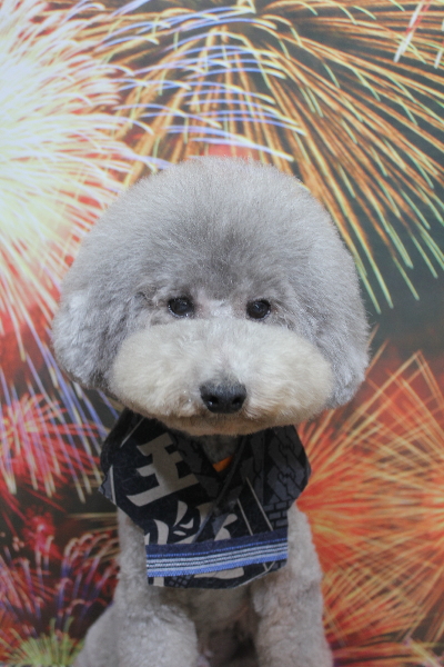 千葉県船橋市のトイプードルのトリミング画像