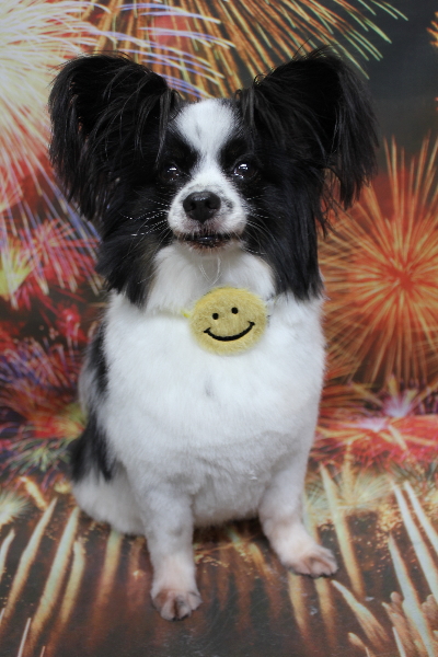 茨城県龍ヶ崎市のパピヨントリミング画像