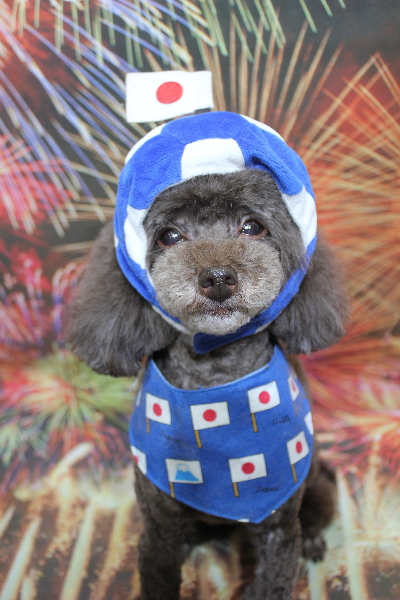 千葉県柏市のトイプードルのトリミング画像