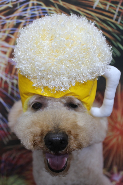 千葉県船橋市のトイプードルのトリミング画像