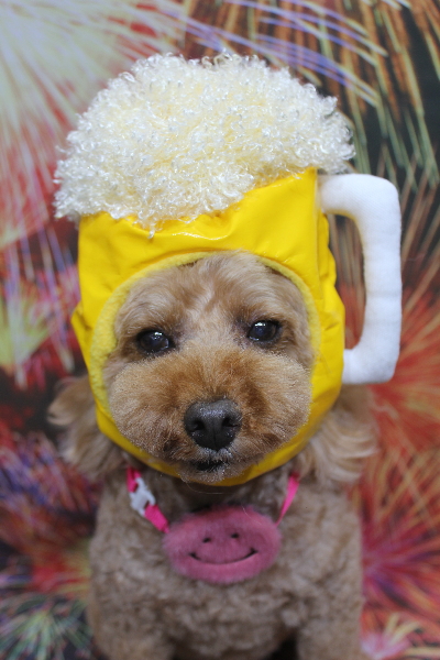 千葉県船橋市のトイプードルのトリミング画像