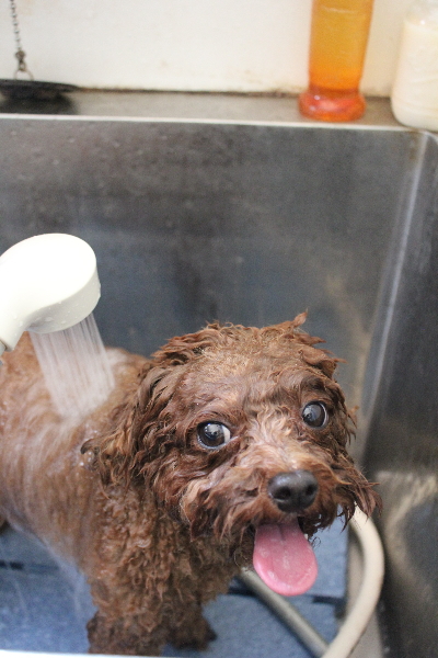 千葉県鎌ケ谷市トイプードルのオゾンシャワー画像