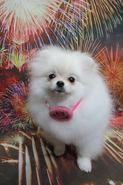 千葉県船橋市のポメラニアンのトリミング画像