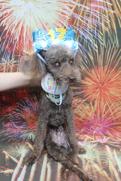 千葉県船橋市のトイプードルのトリミング画像