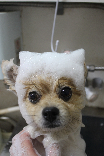 千葉県船橋市のポメラニアンのシャンプー画像