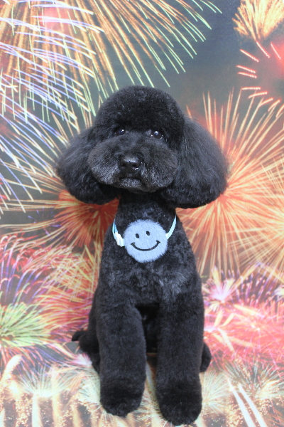 千葉県船橋市のトイプードルのトリミング画像