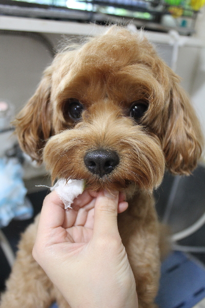 千葉県鎌ケ谷市のミックス犬の歯磨き画