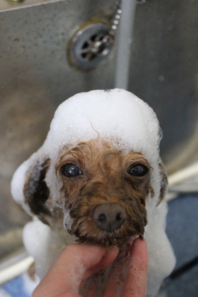 神奈川県横浜市のトイプードルのシャンプー画像