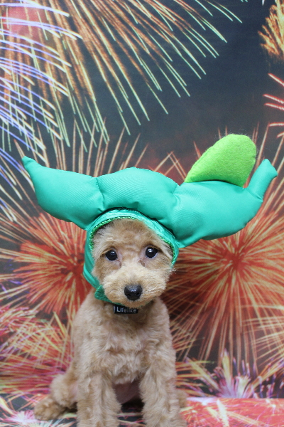 千葉県松戸市のトイプードルのトリミング画像